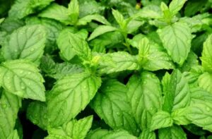 Read more about the article 5 Manfaat Peppermint, Daun Beraroma Segar yang Bantu Redakan Sakit Kepala